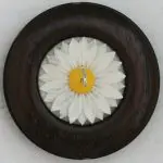 daisy two inch walnut whorl front view