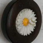 daisy two inch walnut whorl side view