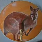 Wallaby with joey Ringspindle front view