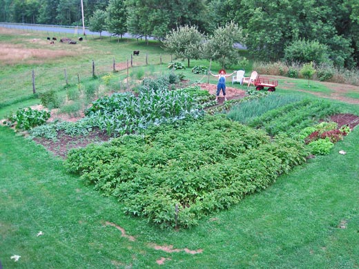 Diane in the garden thanking Mother Earth for a bumper crop