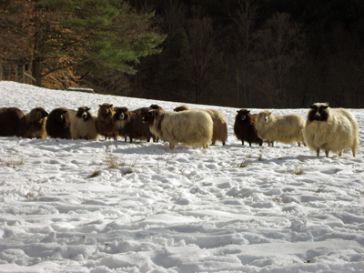 Icelandic sheep in field in the snow