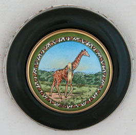 African savannah Ringspindle front view
